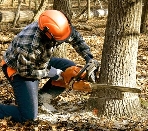 Tree Removal in Donner, LA